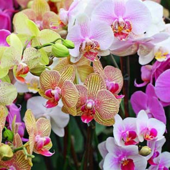 Orchid Garden Bali