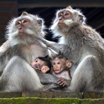 Ubud Monkey Forrest 12