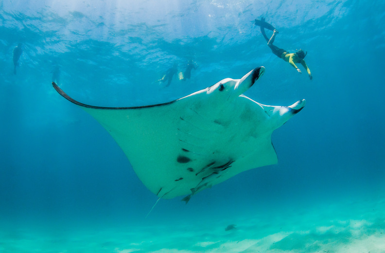 Manta Ray Diver