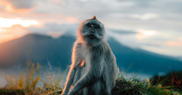 Mount Batur Monkey 03