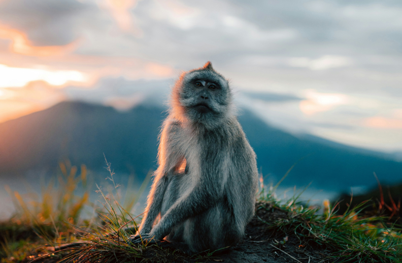 Mount Batur Monkey 03