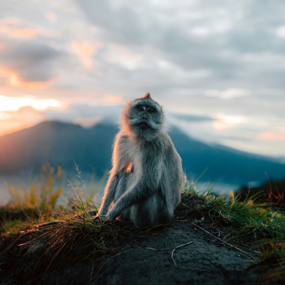 Mount Batur Monkey 03