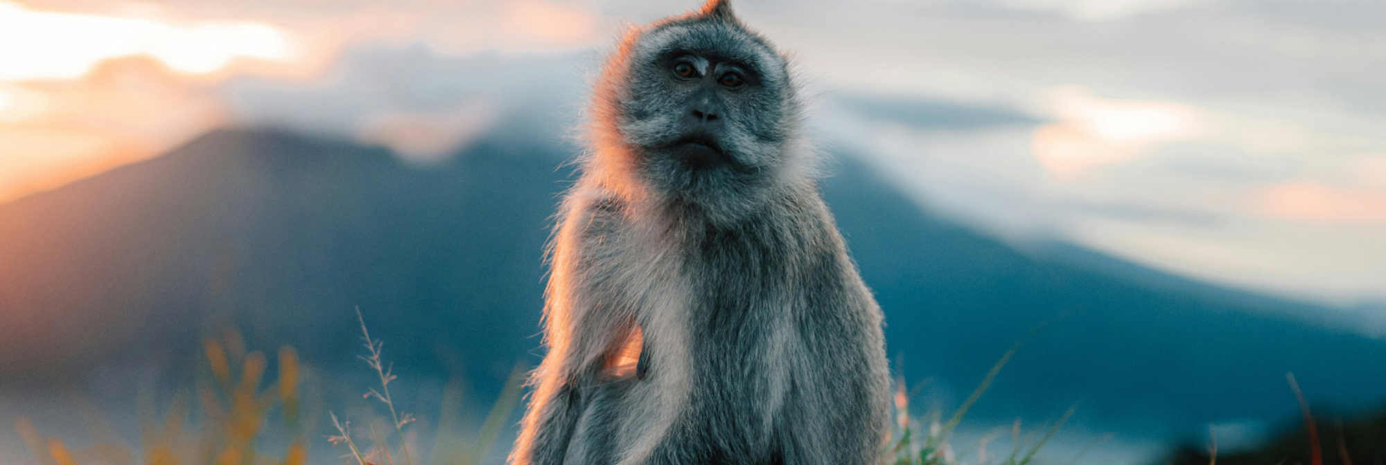 Mount Batur Monkey 03