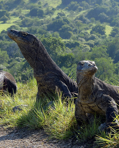 Experience the giant Komodo Dragons in the wild