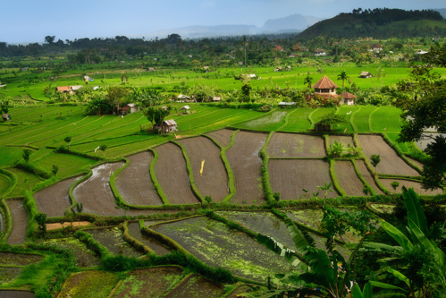 Candi Dasa rice fields