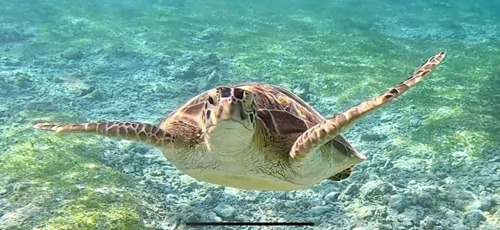 Sea turtles at Gili Islands