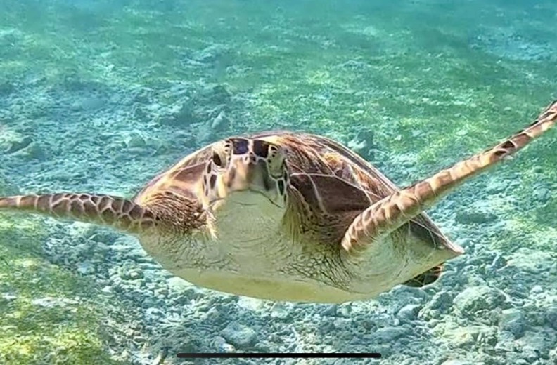 Sea Turtle Gili Island