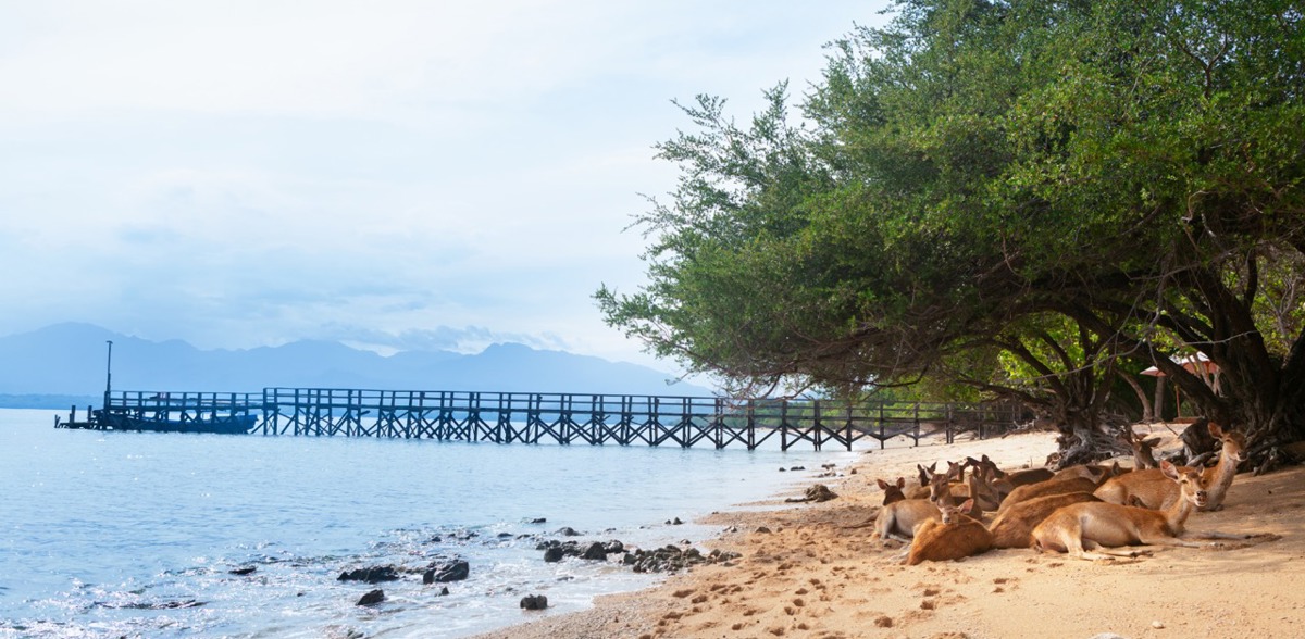 Wild deer on the beach of Menjangan