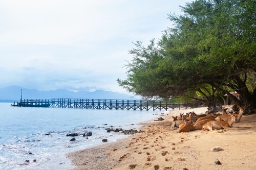 Menjangan island deer at the beach