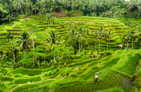 Tegalalang Rice Terrace 02