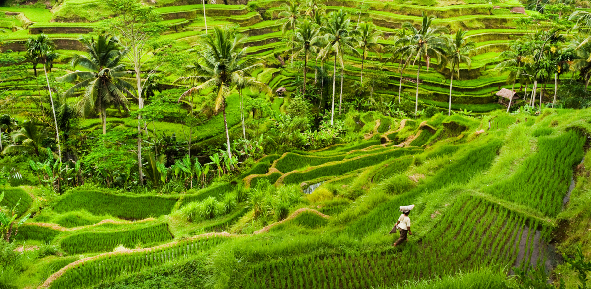 Tegalalang rice terraces