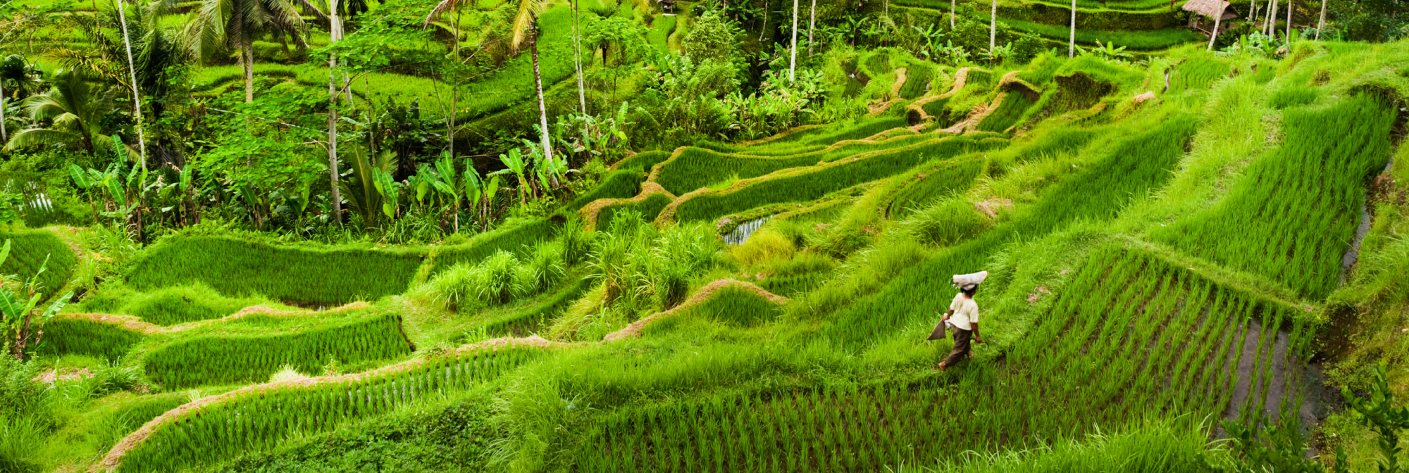 Tegalalang Rice Terrace 02