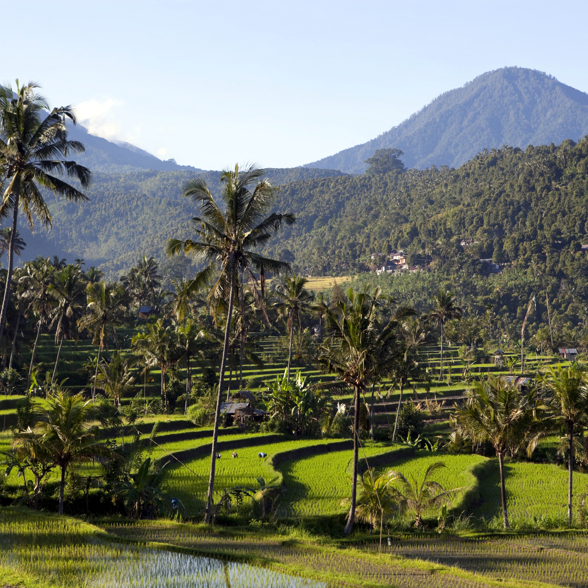 Munduk rice field