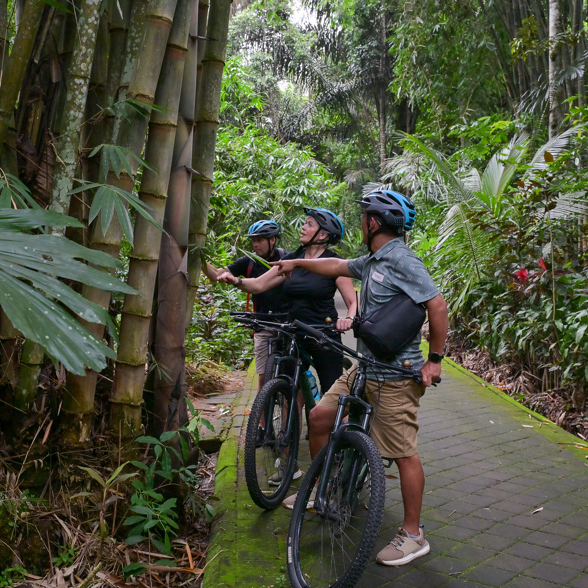 Cycle and Cooking Bamboo