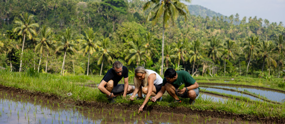 15 Rice Field 11 2