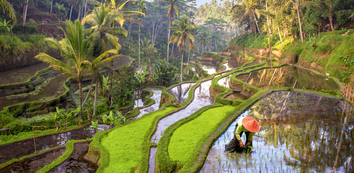 Ubud's world famous rice terraces