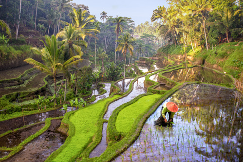 Rice terraces in Ubud