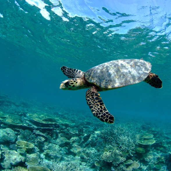 Snorkel with the sea turtles