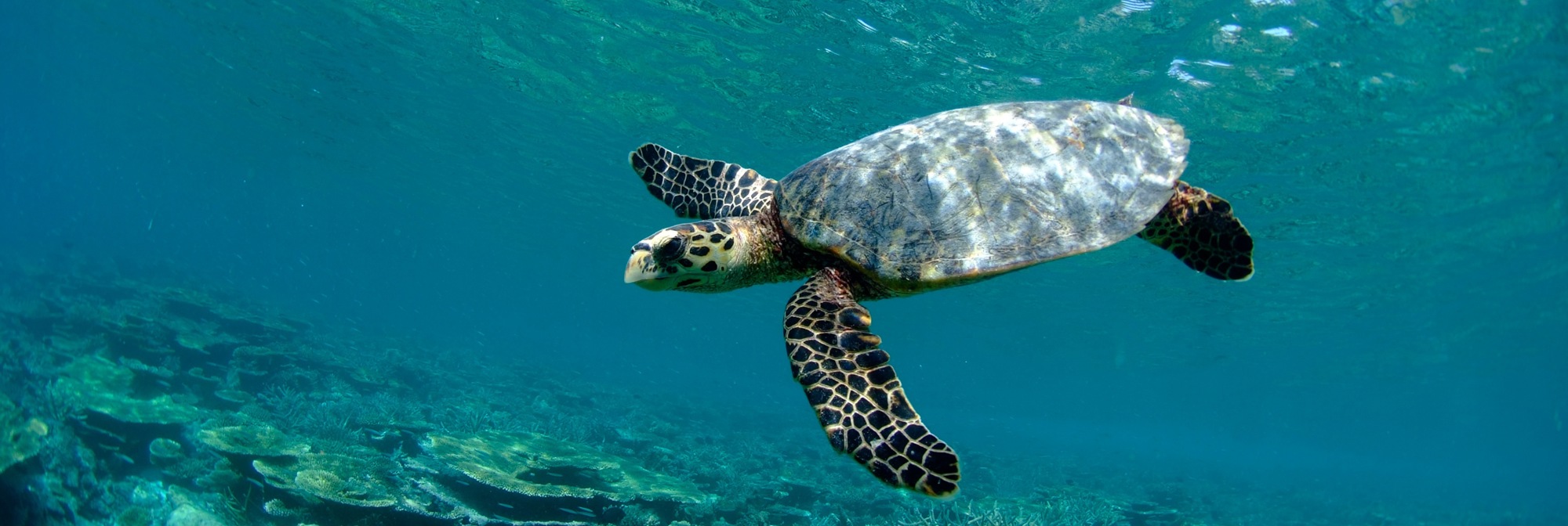 Bali Ocean Turtle 01