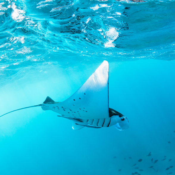 Bali Lembongan Diving Manta Ray 01