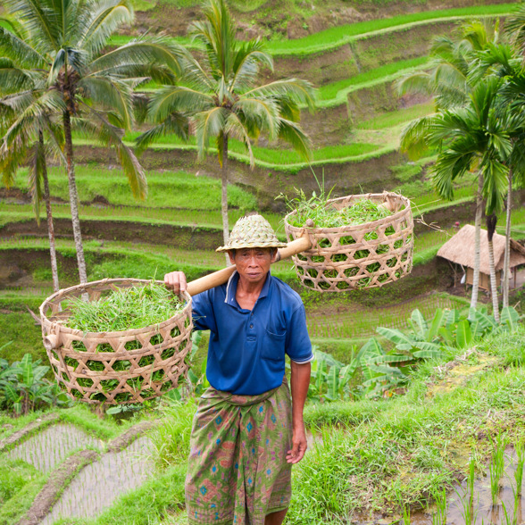 Bali Ricefield Farmer 10