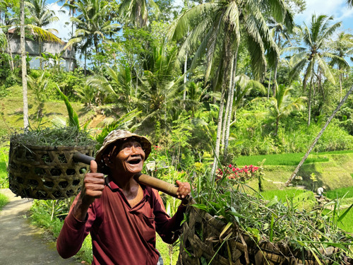 Rice farmer in Ubud rice fields