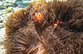 Menjangan Island Reef Fish