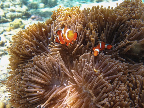 Menjangan island coral reef
