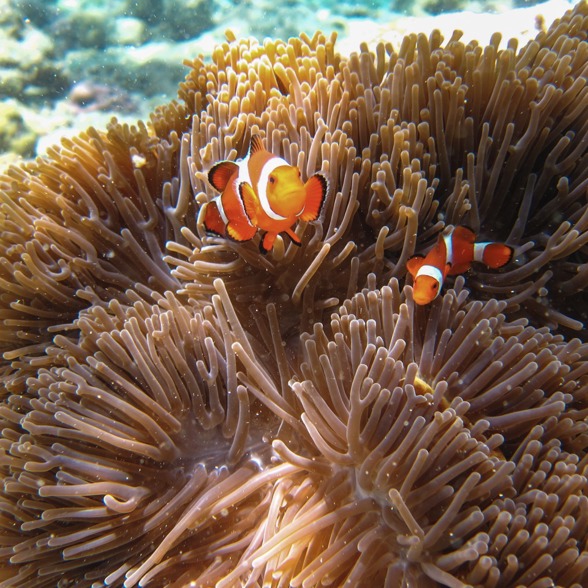 Enjoy looking at the clown fish