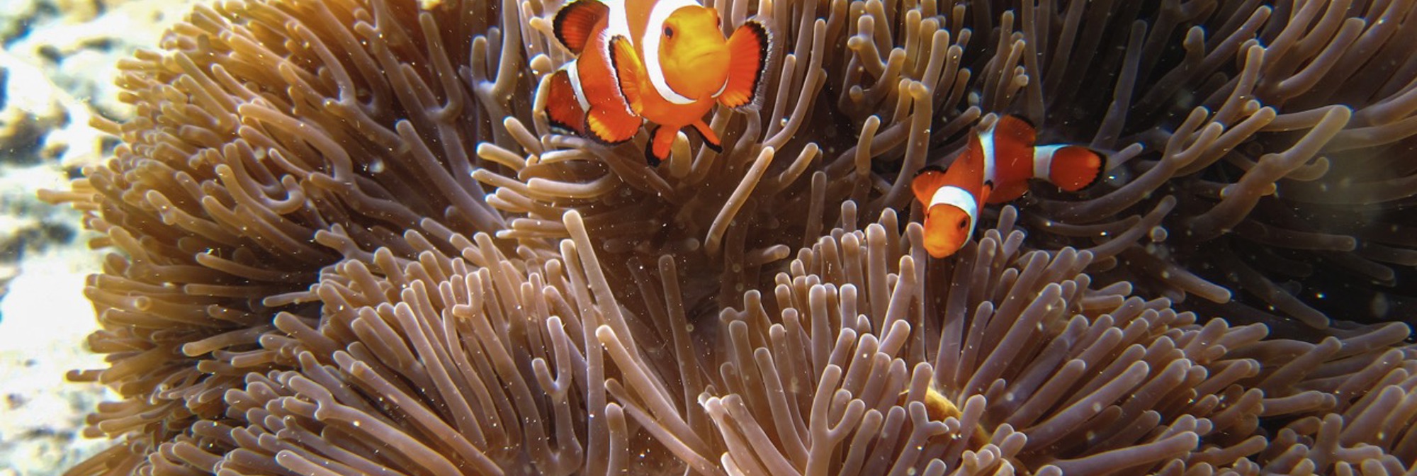 Menjangan Island Reef Fish