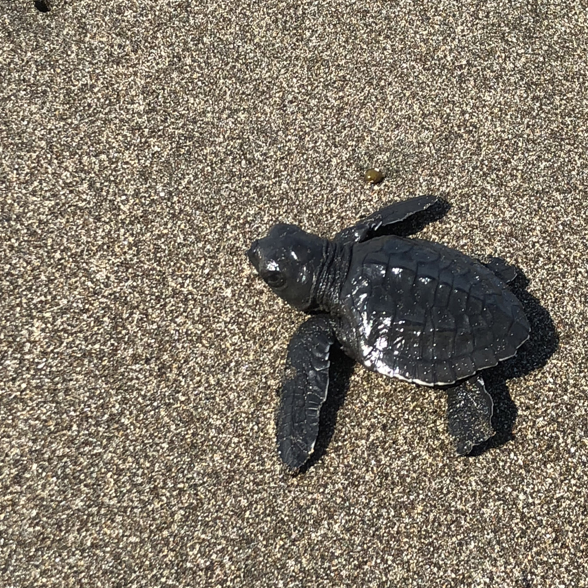 Release baby turtles in to the ocean in Bali