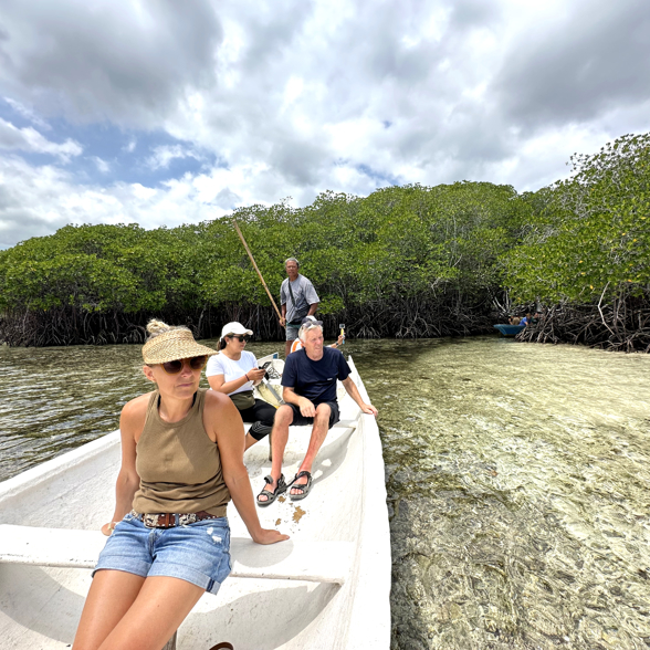 Explore the unique mangrove forest
