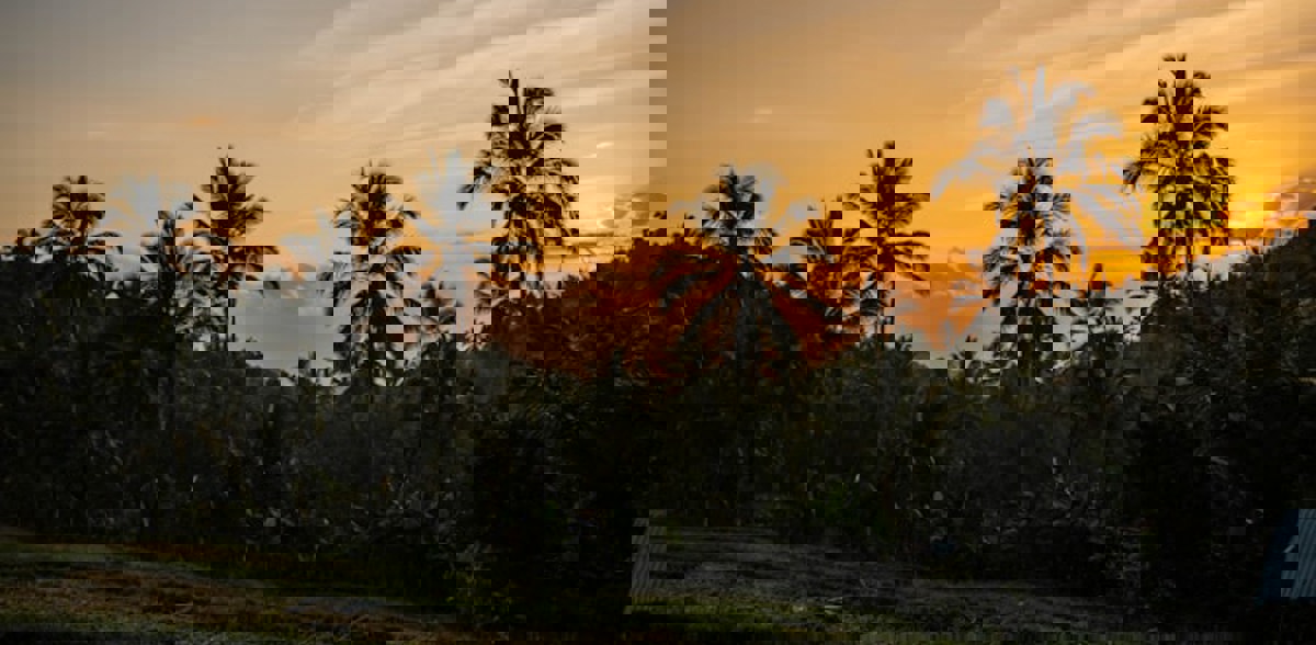 Rice fields in the sunset