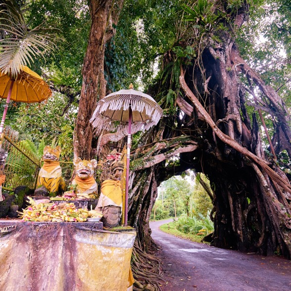 Pekutatan Banyan Tree