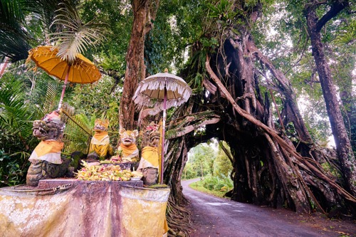 Banyan tree west bali