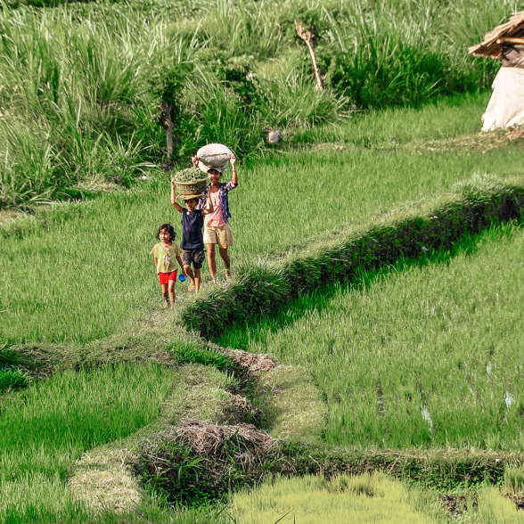 Sidemen Ricefield Locals 02