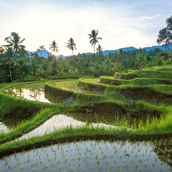 Jatiluwih Rice Terraces