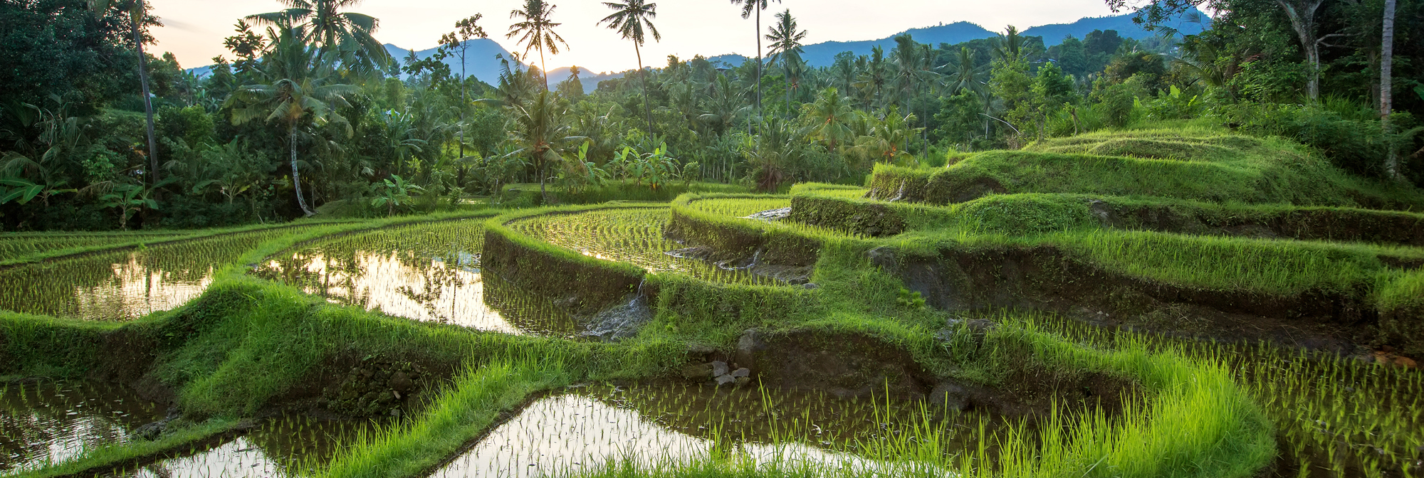 Jatiluwih Ricefield 01