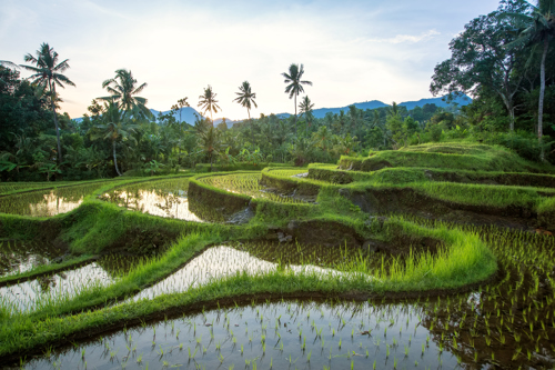 Jatiluwih Rice Fields