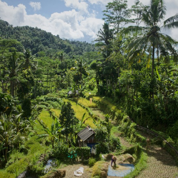 Sidemen Village Rice Fields