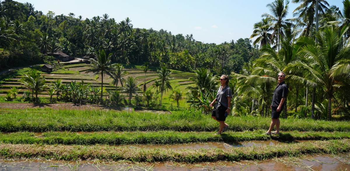 Walk the rice fields