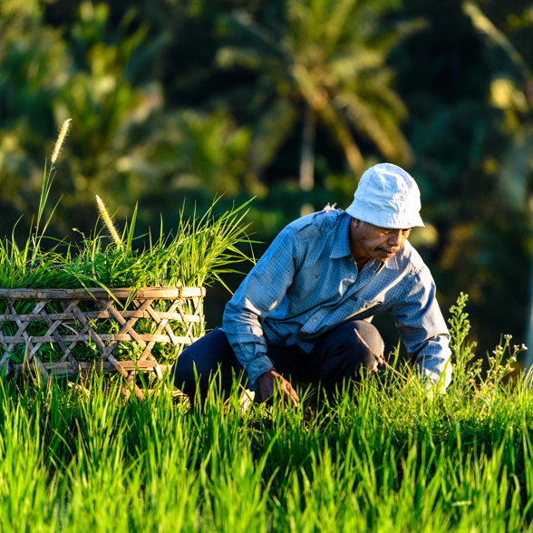 Bali Jatiluhwi Locals Ricefields 01