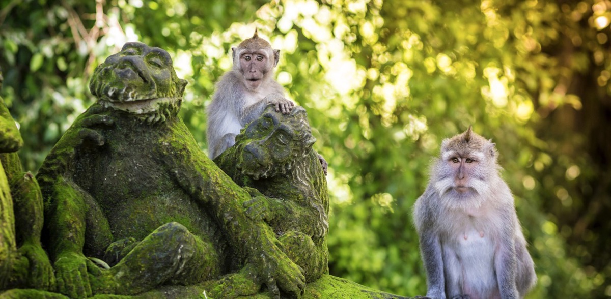 Monkey Forest Ubud