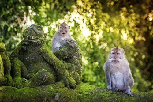 Monkey Forest Ubud