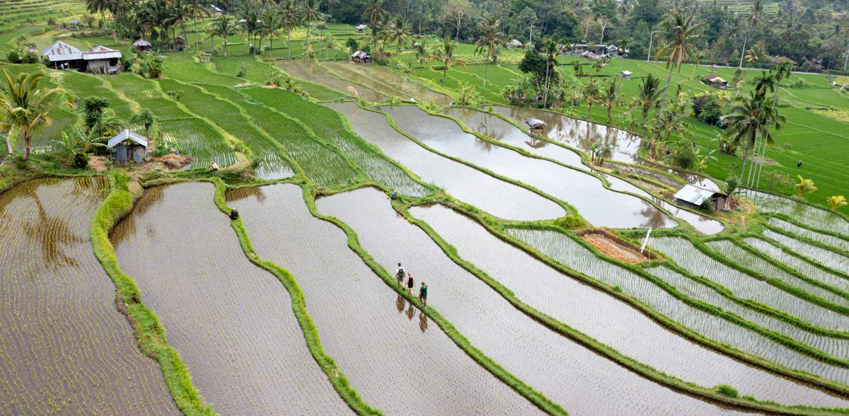 Rice Field Trekking Village 15