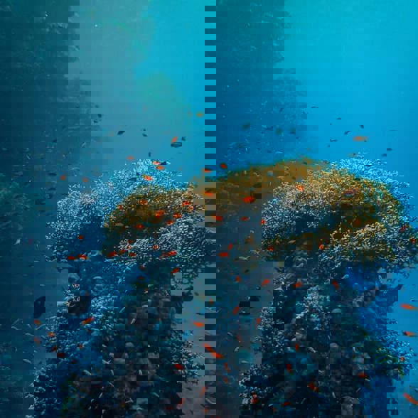 Coral View Villas Coral Reef