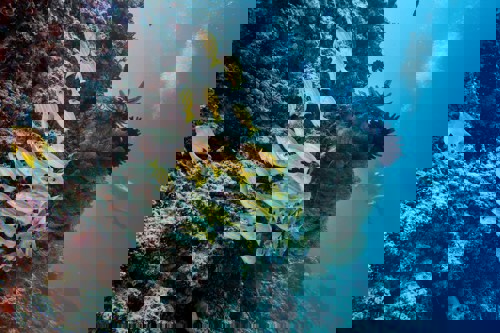 Gili Trawangan Island Reef