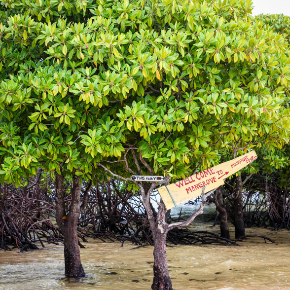 Visit the mangroves