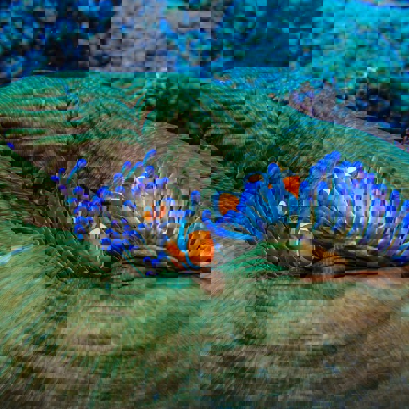 Amazing underwater life at the Gili's