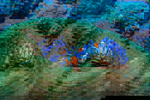 Snorkel the Gili Reefs